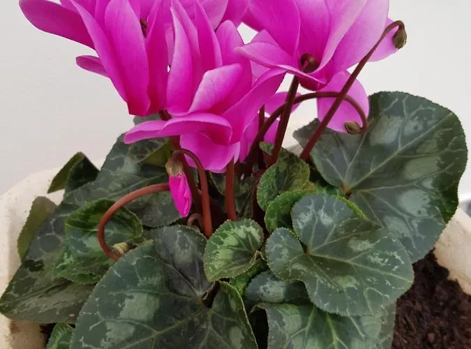 “venik House” Sea_mountains_relaxing_barbecue Daire Funchal